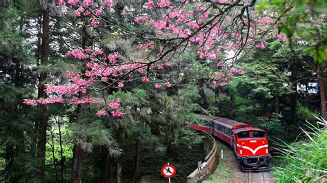 Chiayi Brothel